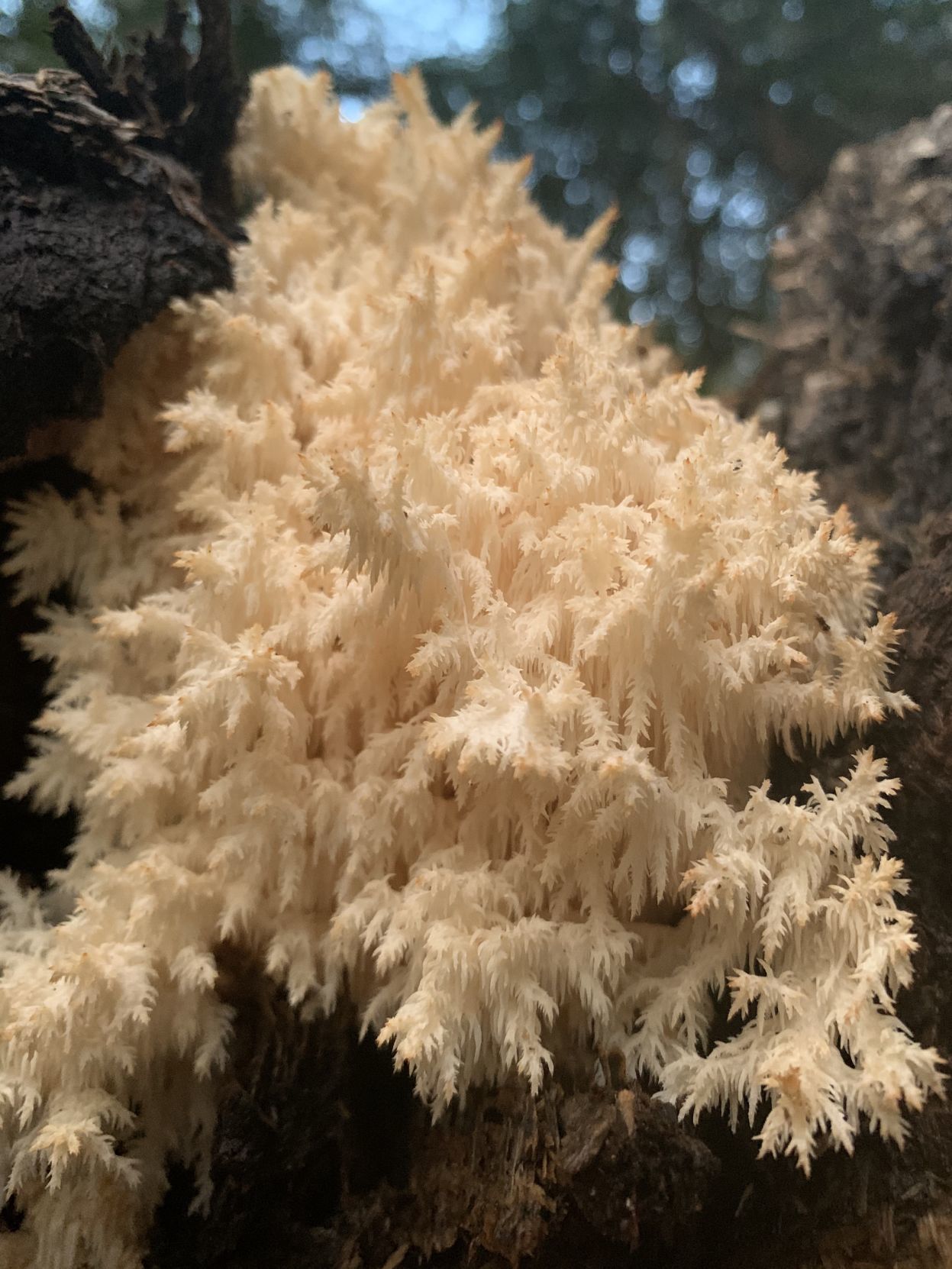 A Coral Tooth Fungi, or Hericium coralloides.